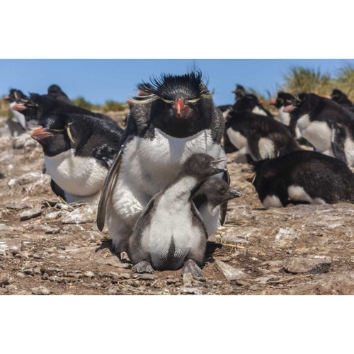 Bleaker Island Rockhopper penguin and chicks
